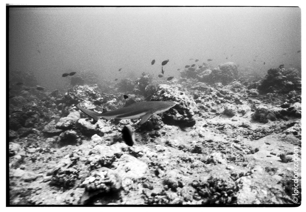 Plonger avec les requins à Tahiti