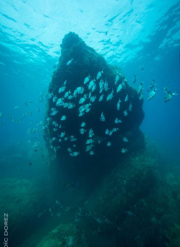 réserve sous-marine Banyuls-sur-Mer